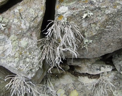 [Roccella fuciformis]